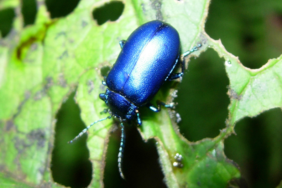 Chrysomelidae